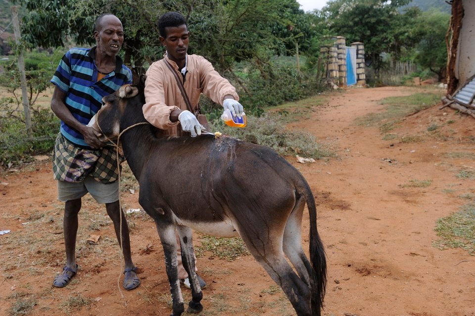 Veterinary College, Hassan Campus